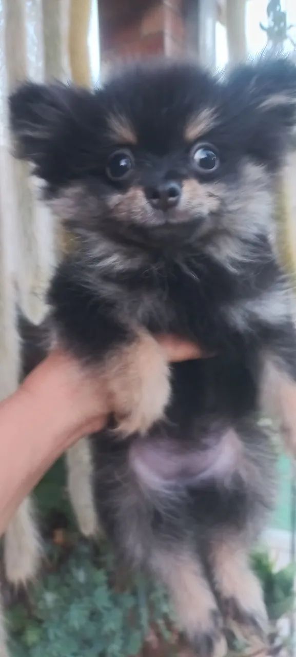 Spitz alemão 