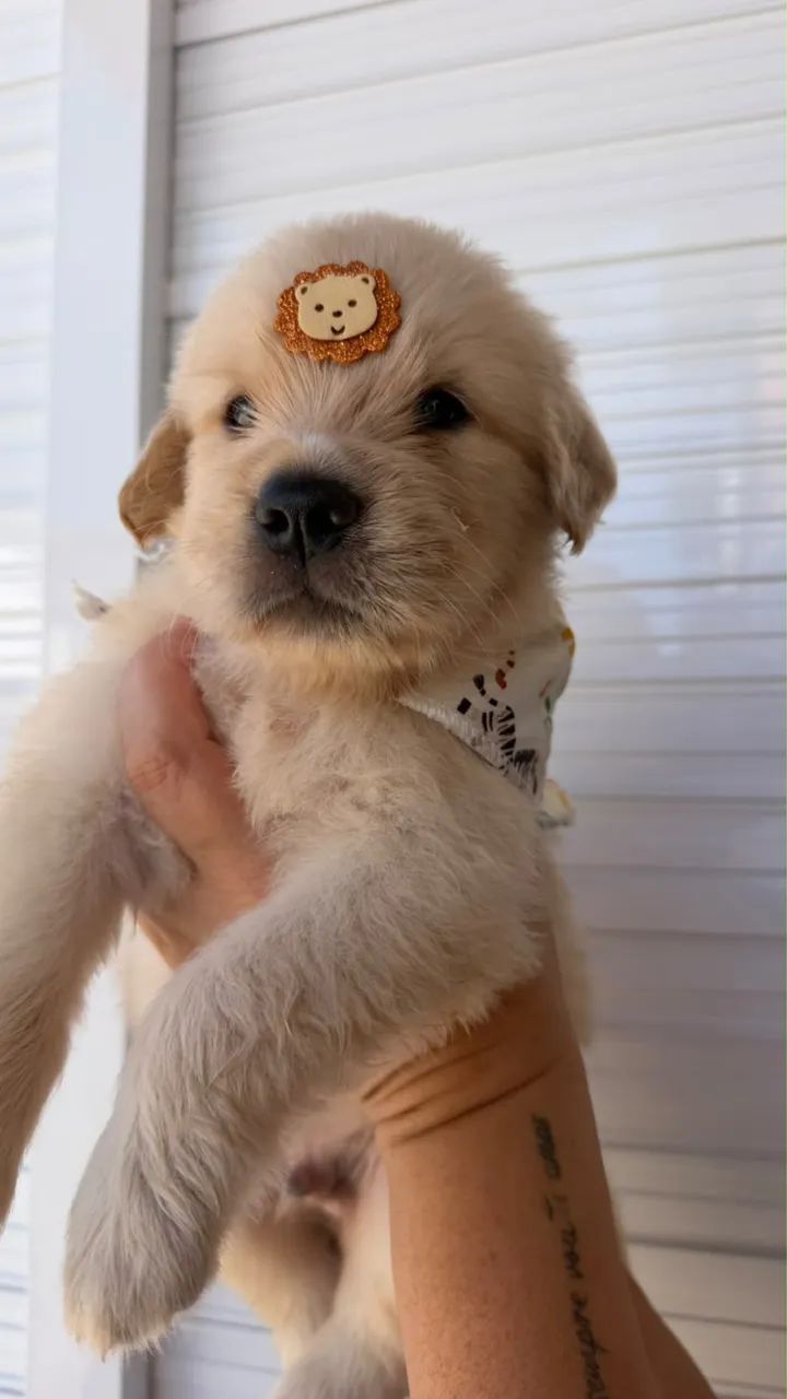 cachorro  - Foto 3