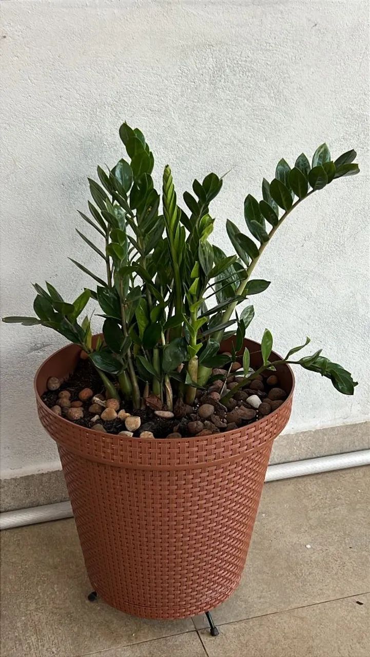 Plantas  - Foto 2
