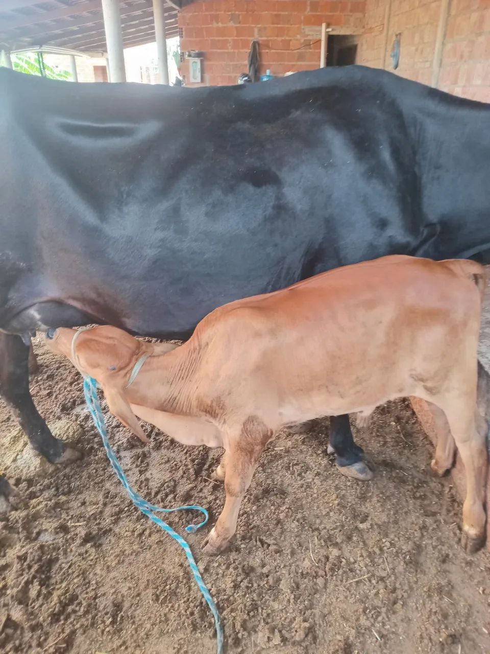 Vendo essa vaca  - Foto 3