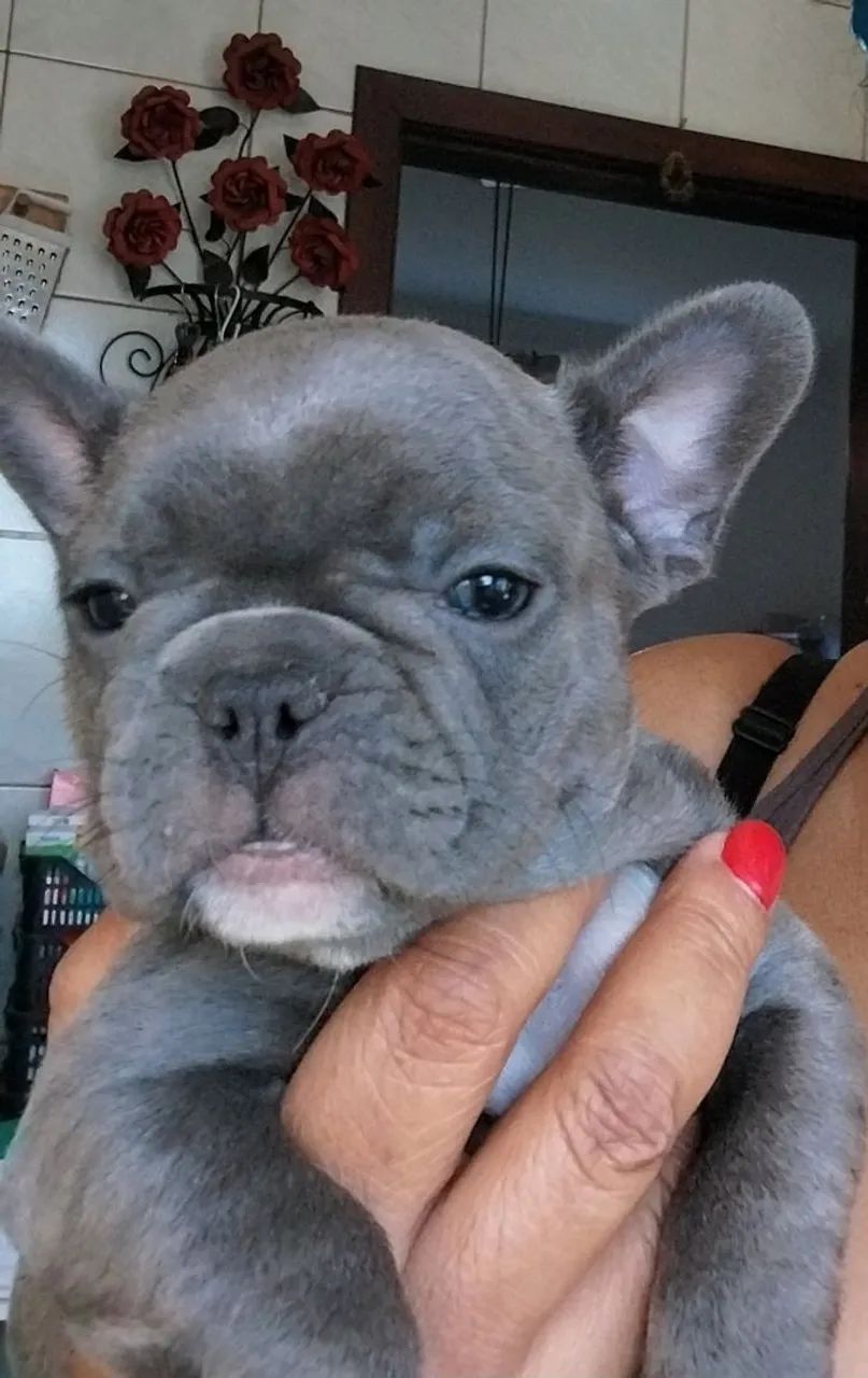 Buldogue Francês 