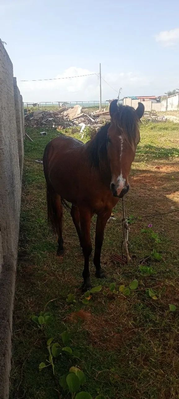 pordo ? - Foto 4