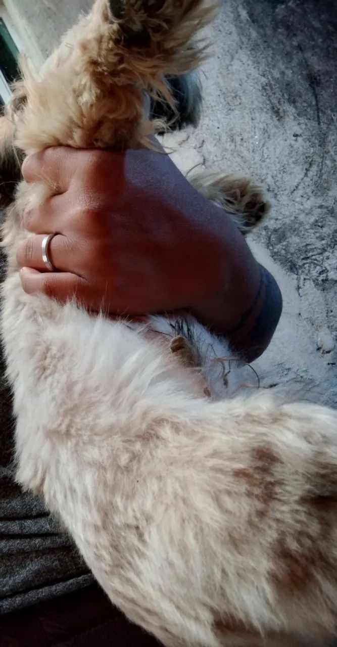 Shihtzu macho - Foto 2