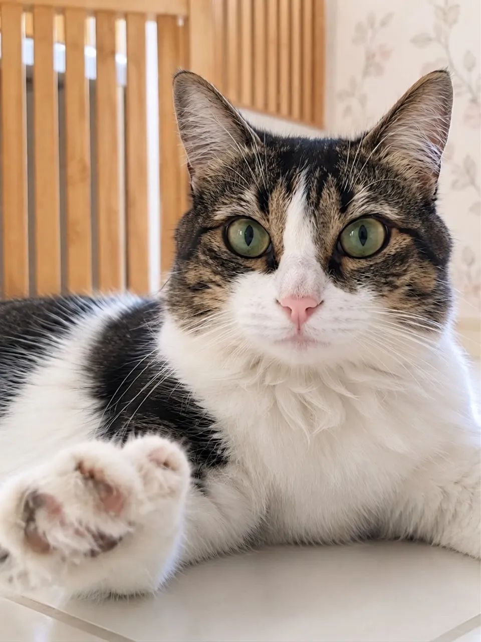 Gatinhas para adoção responsável 