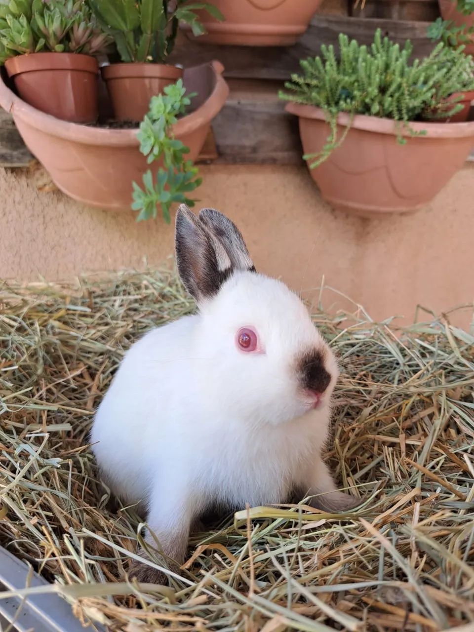 Netherland  - Foto 2