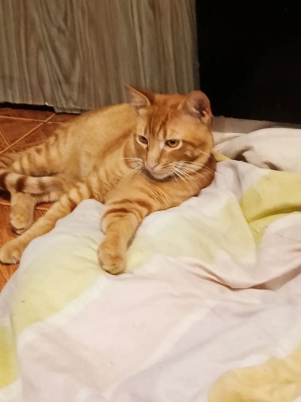 Adoção Responsável Gato Laranjinha  - Foto 4