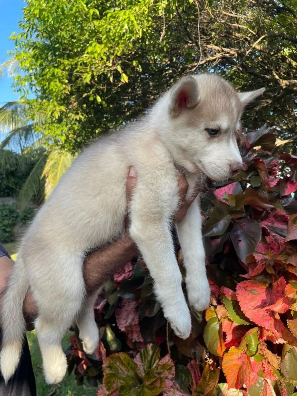 Filhote de Husky - Foto 4