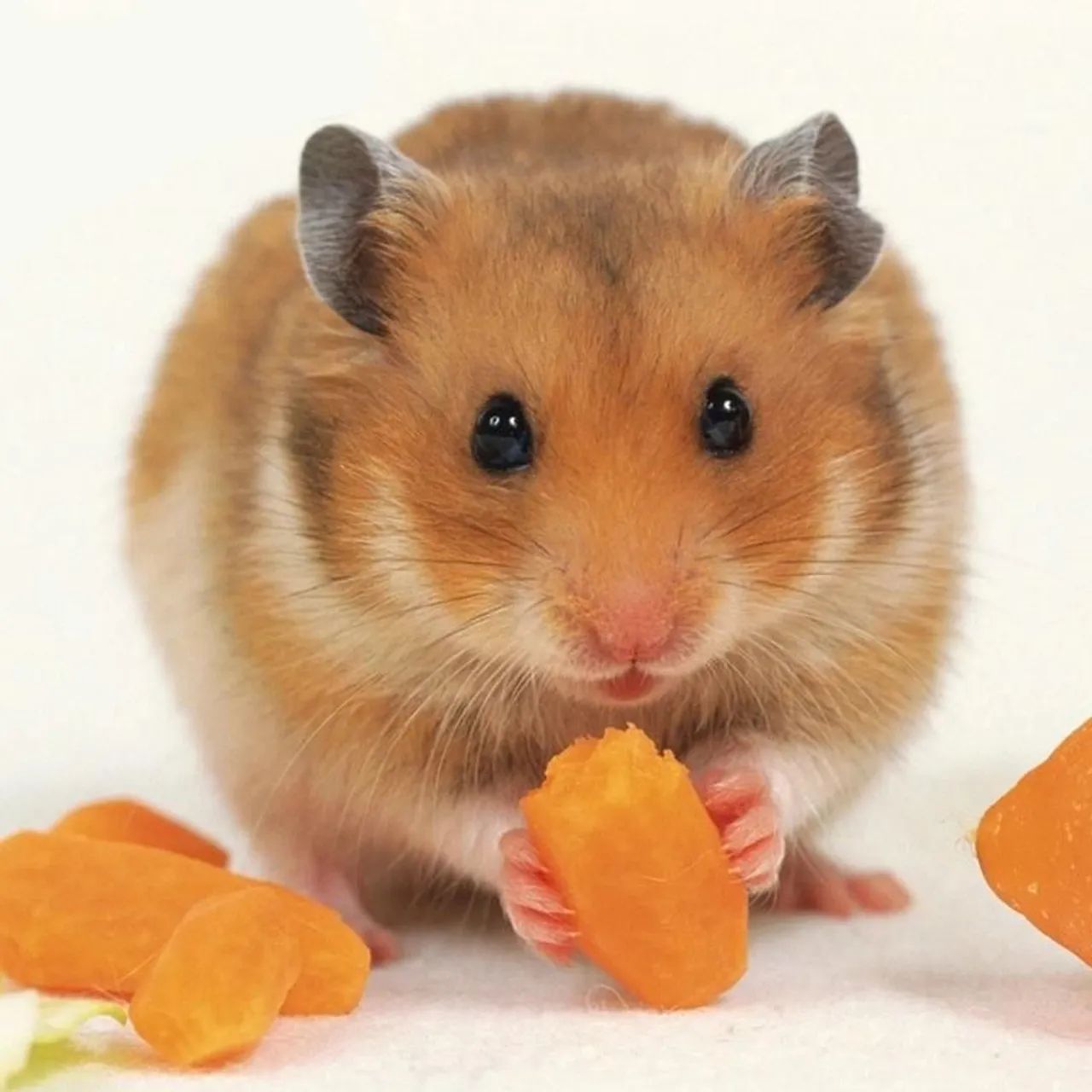 Hamsters  - Foto 2