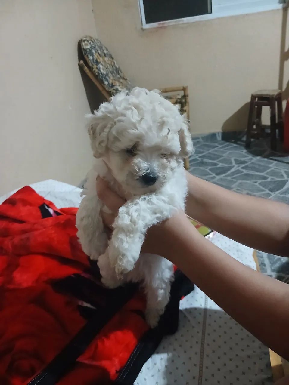 Poodle macho - Foto 2