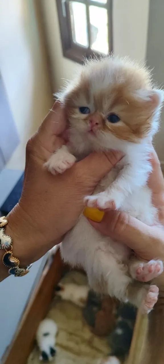 Gatos Persas - Foto 4