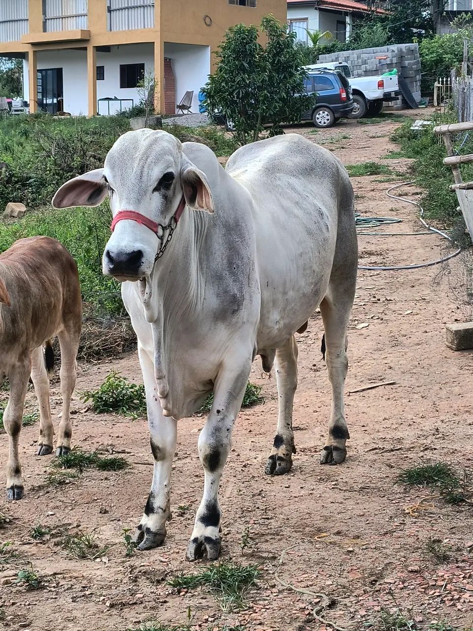 Touro Tabapuã  - Foto 4