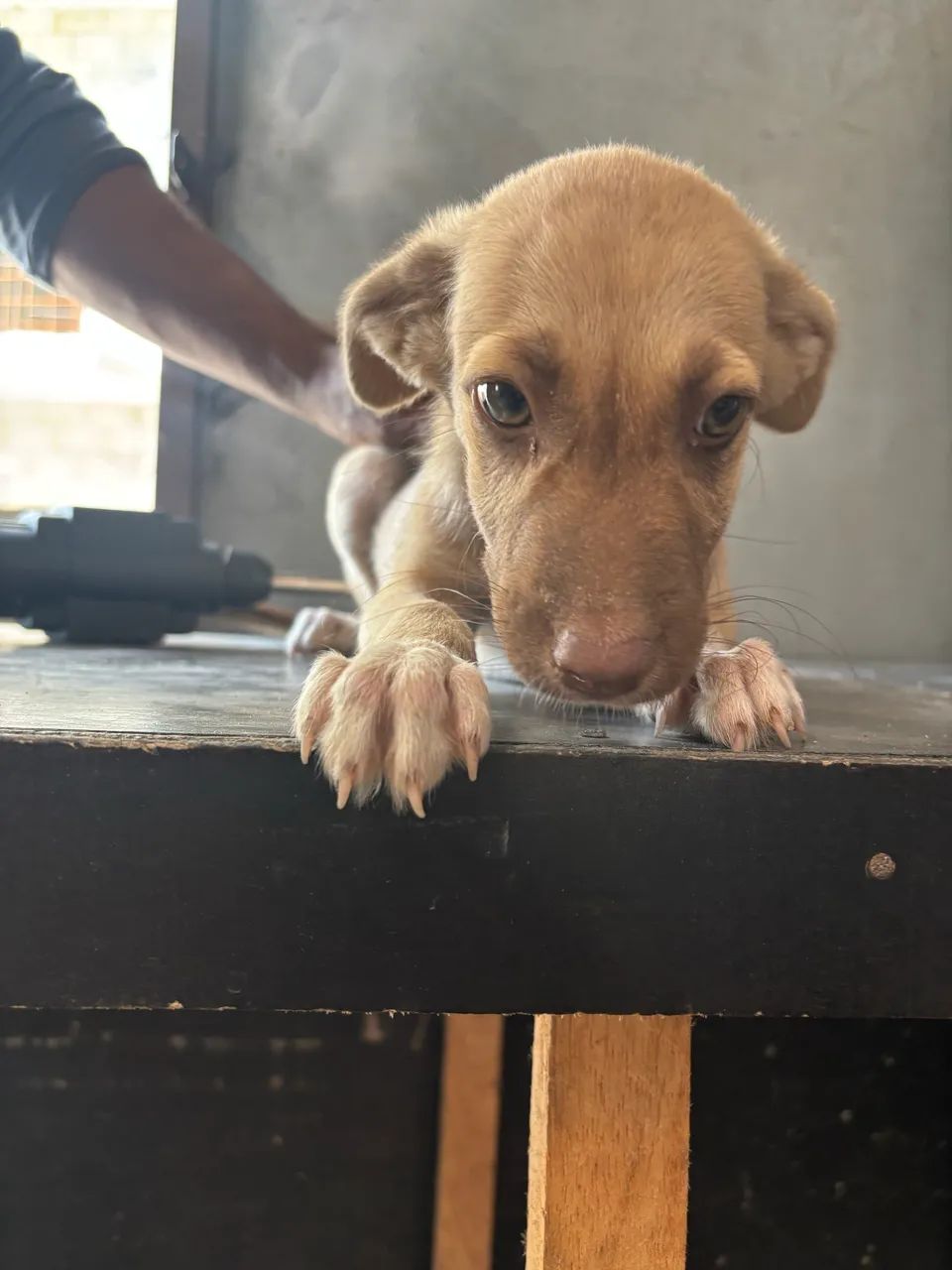 Doação de cachorro macho  - Foto 2