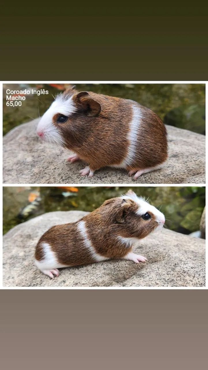 Porquinho da índia  - Foto 2