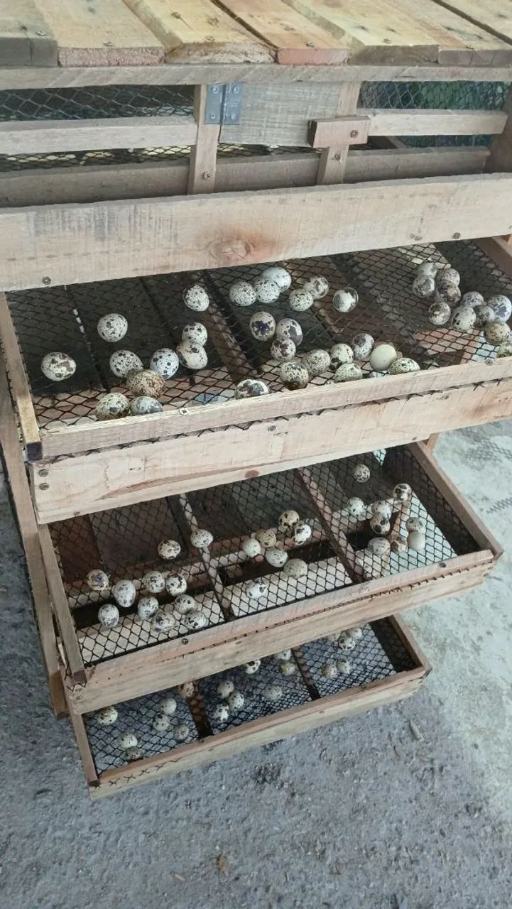 Viveiro para codornas 
