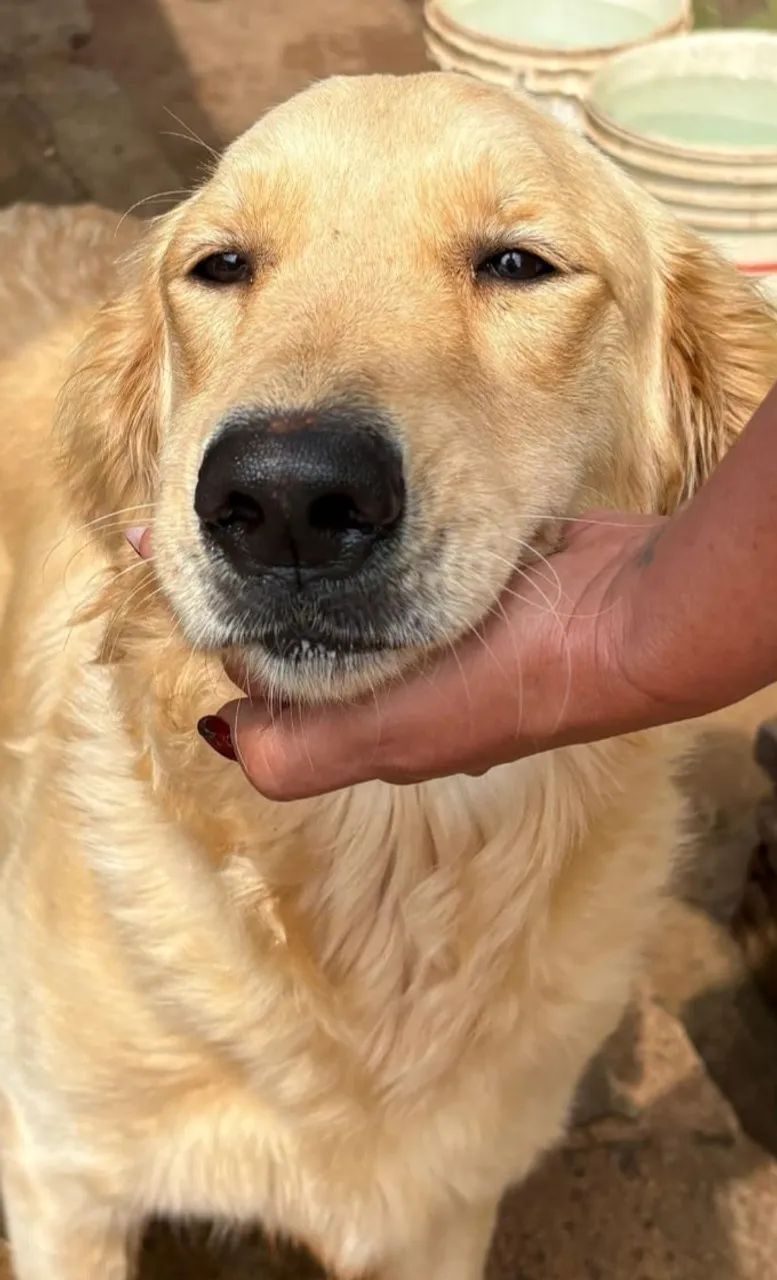 Golden Retriever  - Foto 2