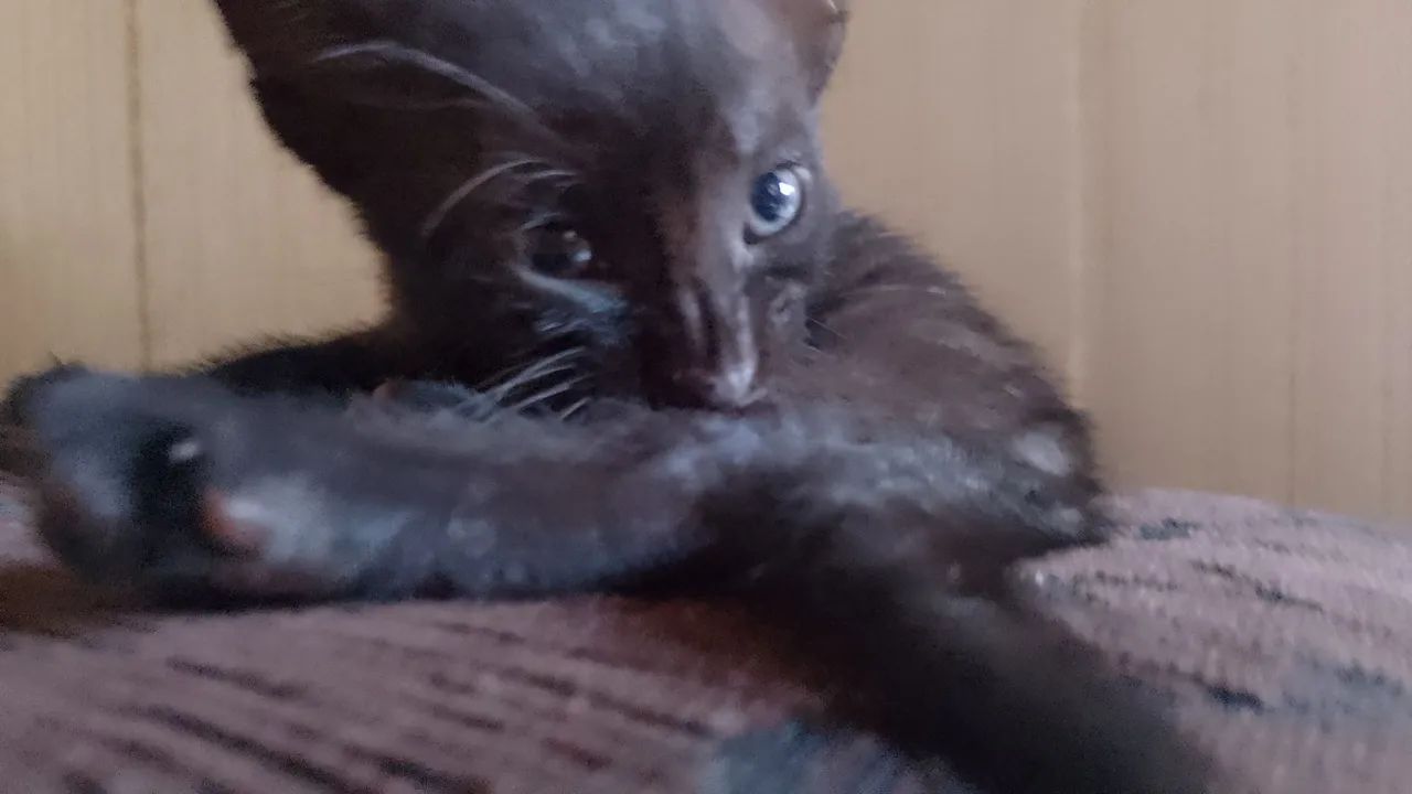 Doação de gatinho  - Foto 3
