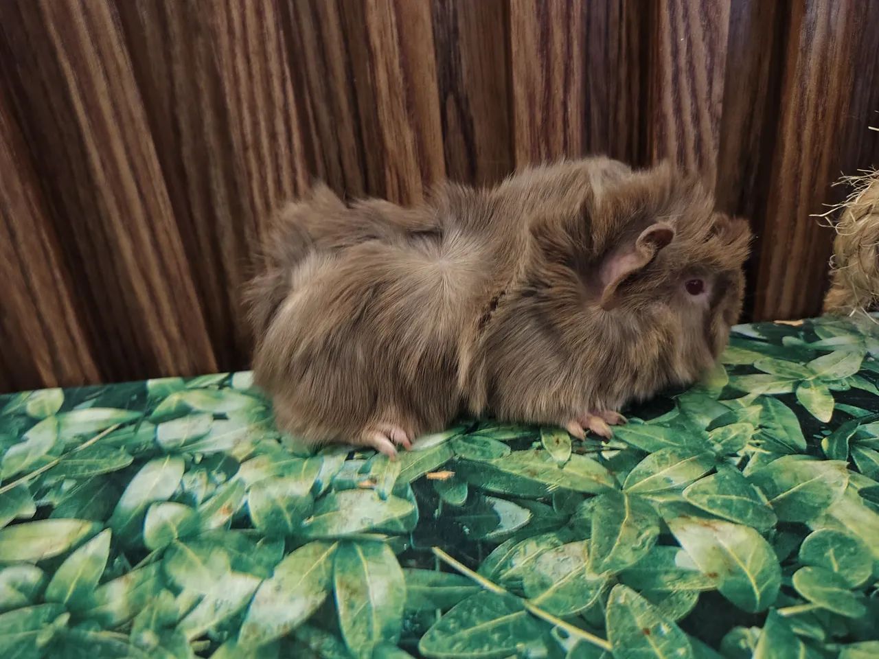 Porquinho da Índia - Foto 4
