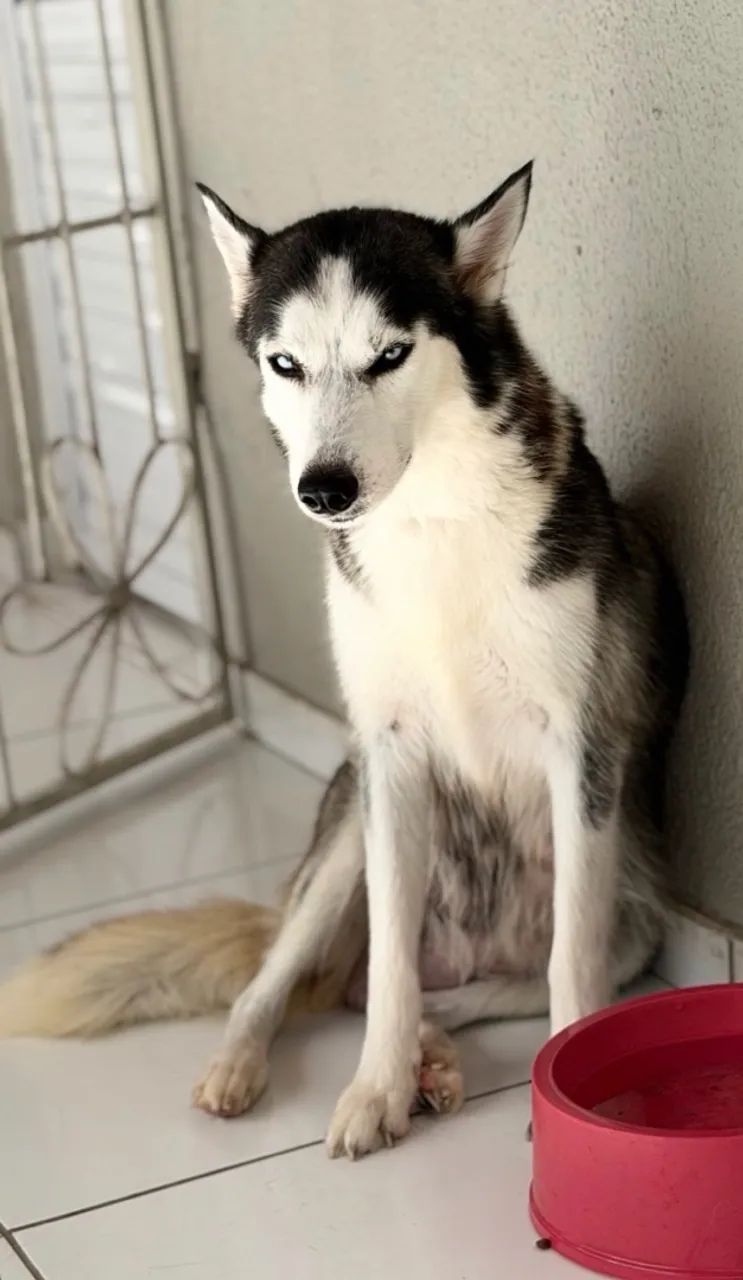  Vendo husky siberiano macho e fêmea  - Foto 3