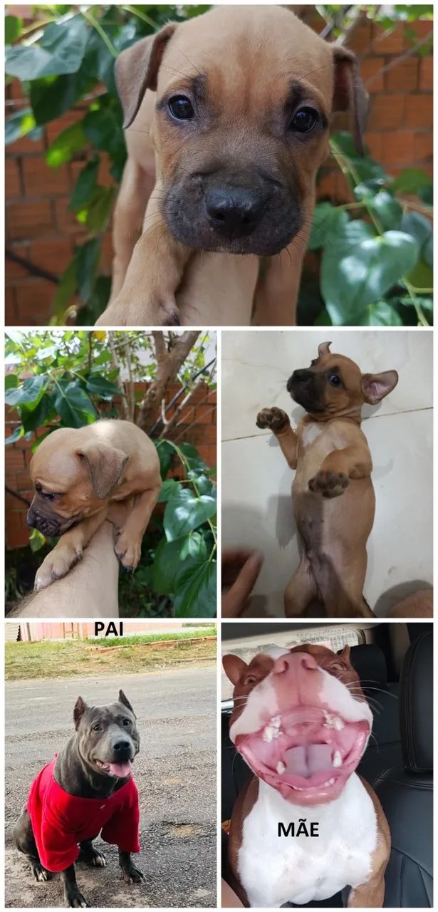 Filhote de AMERICAN BULLY e PITBULL - Foto 2