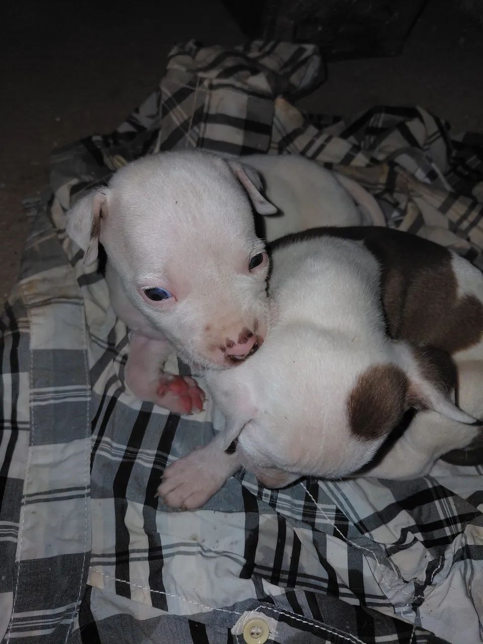Filhotes de pit bull - Foto 4