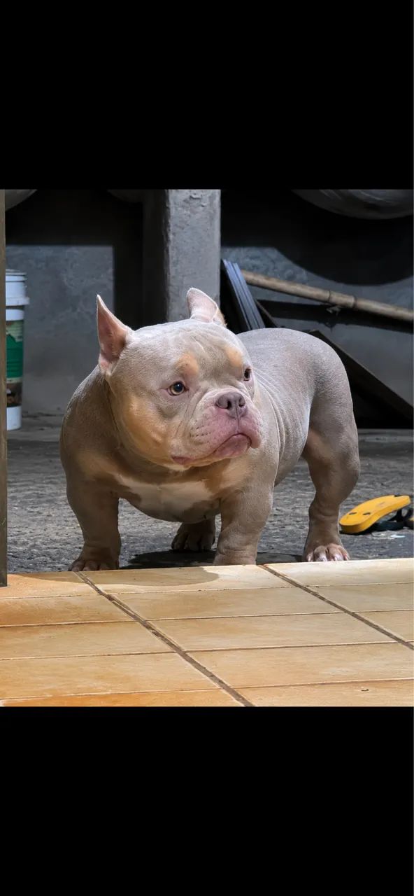 American bully micro 