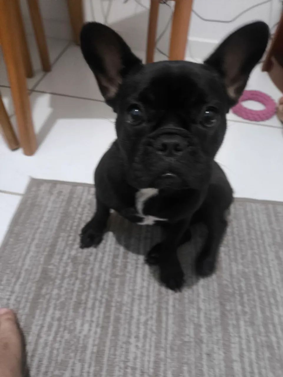 Buldog francês filhote - Foto 4