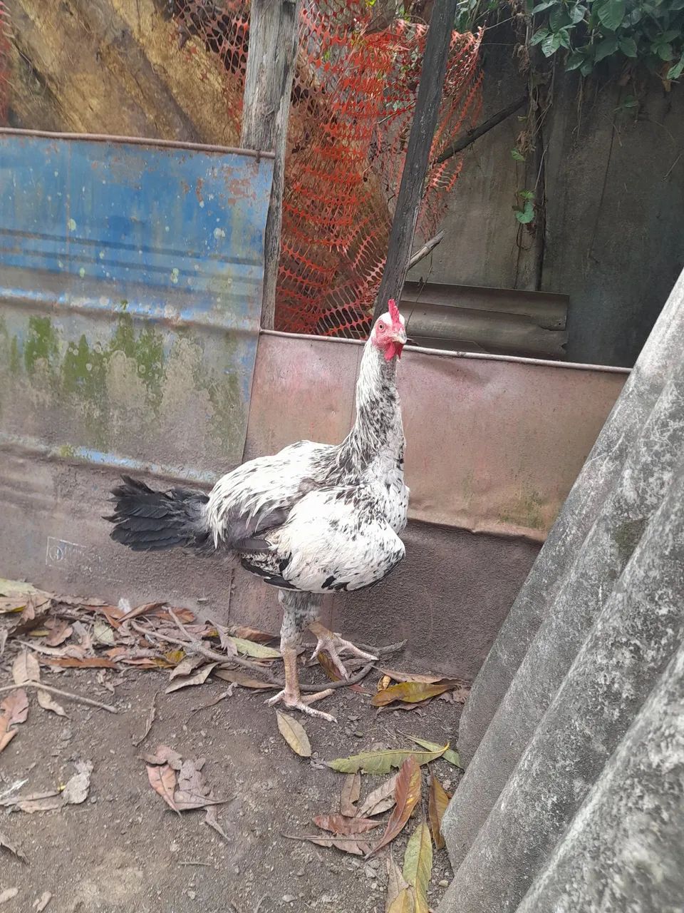 Frango  - Foto 2