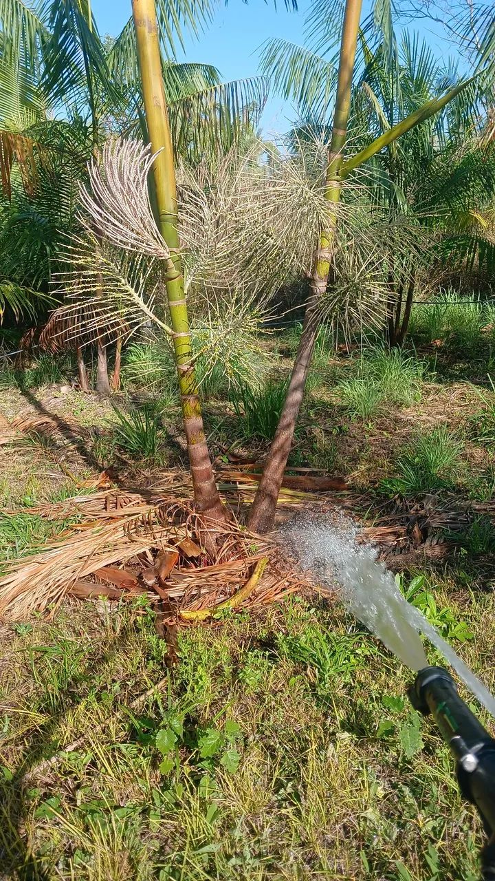 Vendo chácara com plantio de açaí - Foto 3