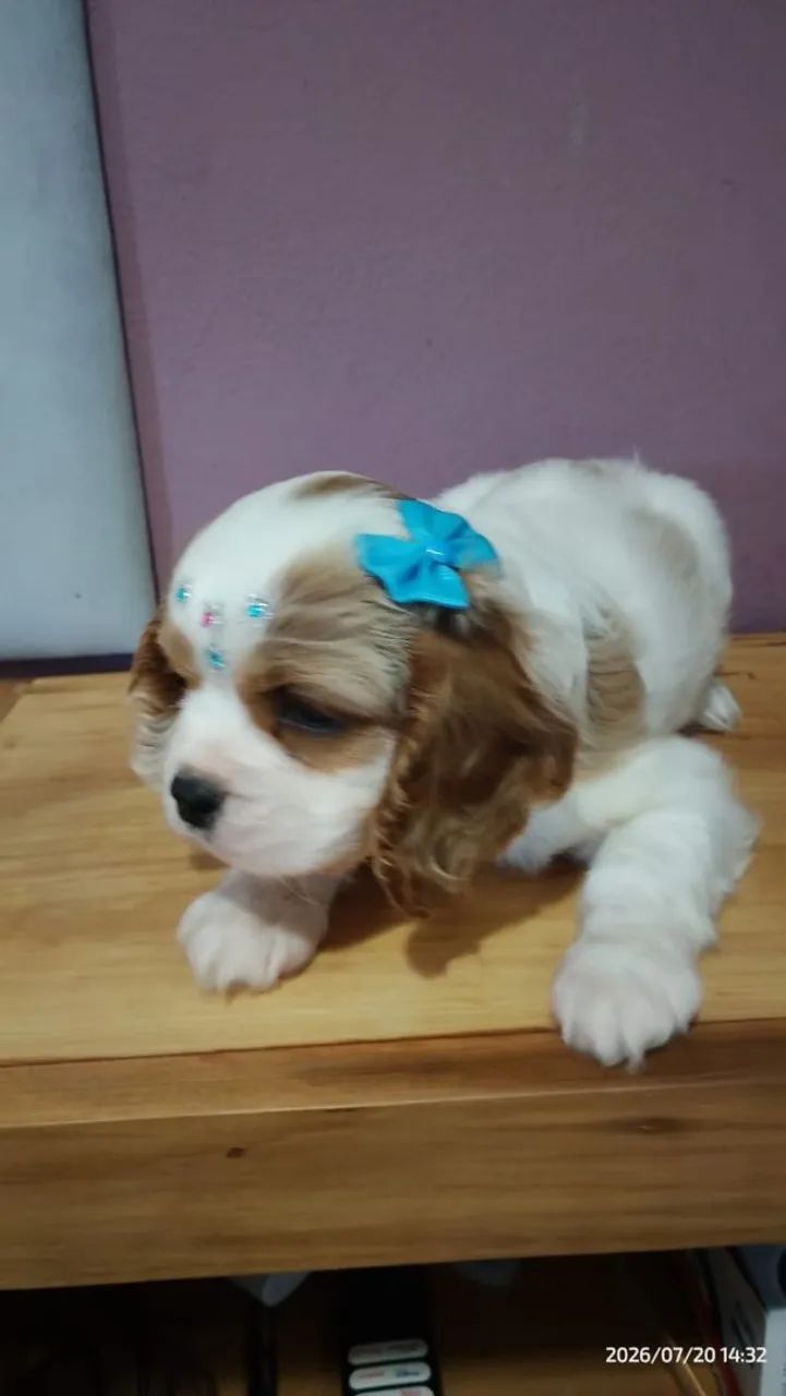 Cavalier king Charles macho e fêmea  - Foto 2