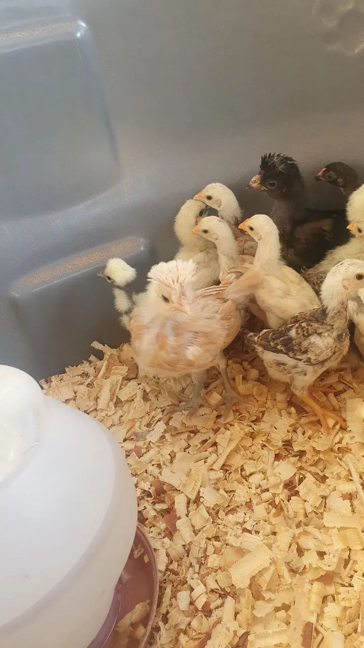 Pintonhos de polones.    - Foto 4