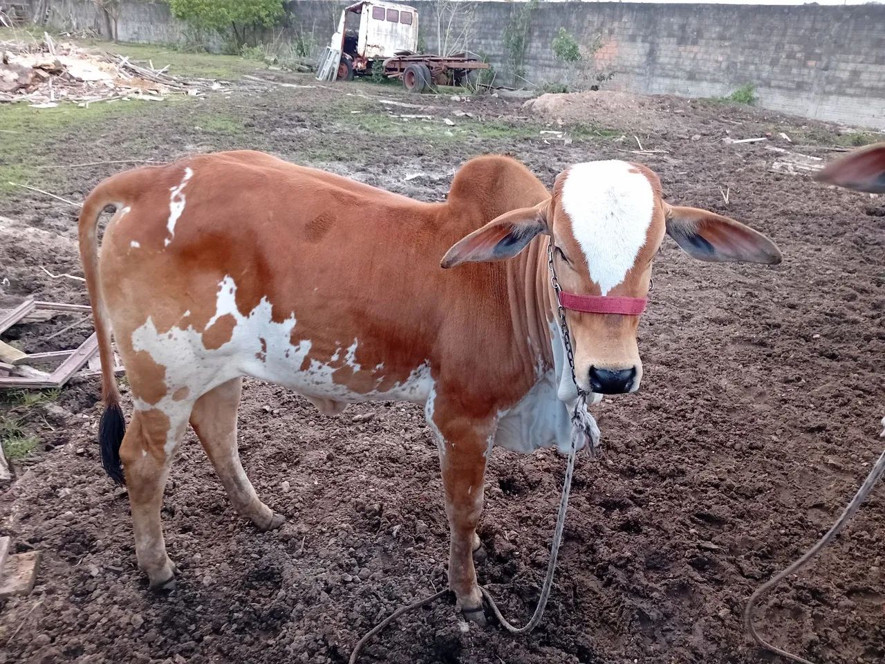 Novilha nelore pintada - Foto 2