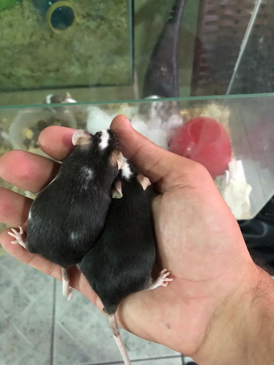 Topodongo mice437443710388817923