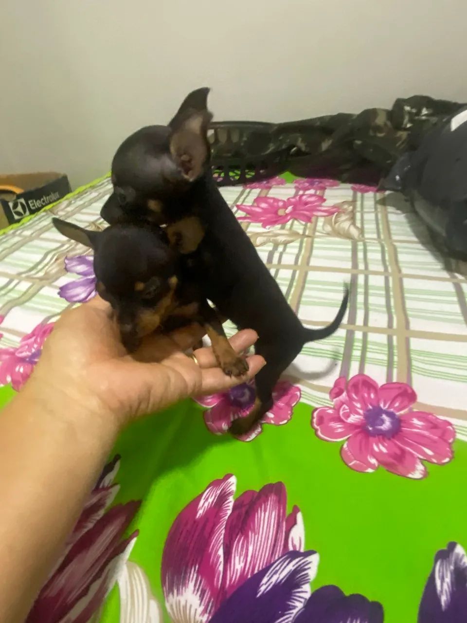 Pinscher zerinhos - Foto 2