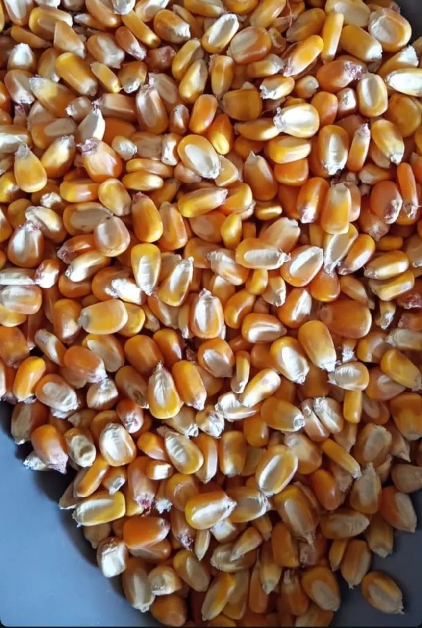 Milho em Grãos, Soja em Grãos e Farelo de Soja moído e Farelo de milho moído