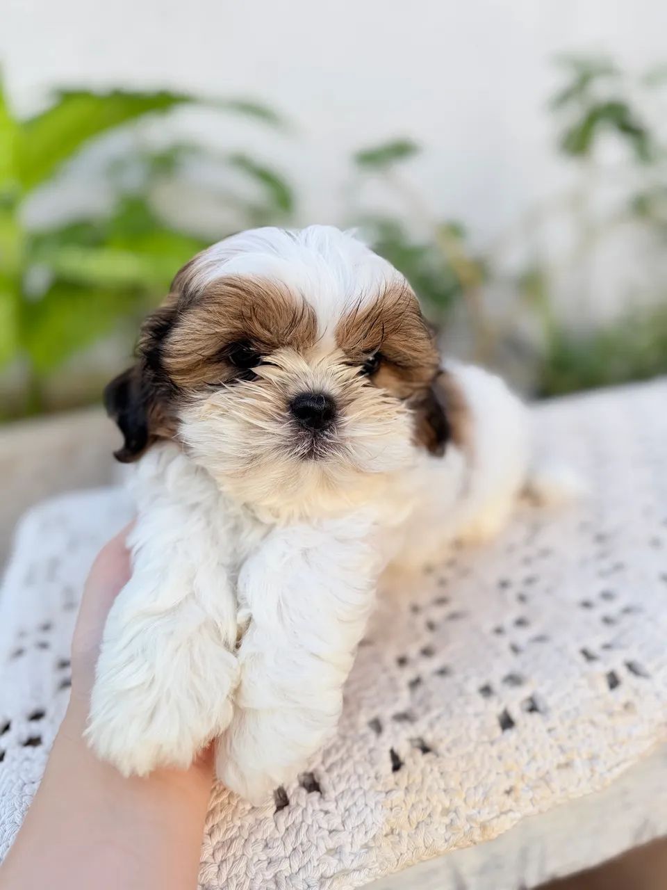 Shih tzu macho  - Foto 3