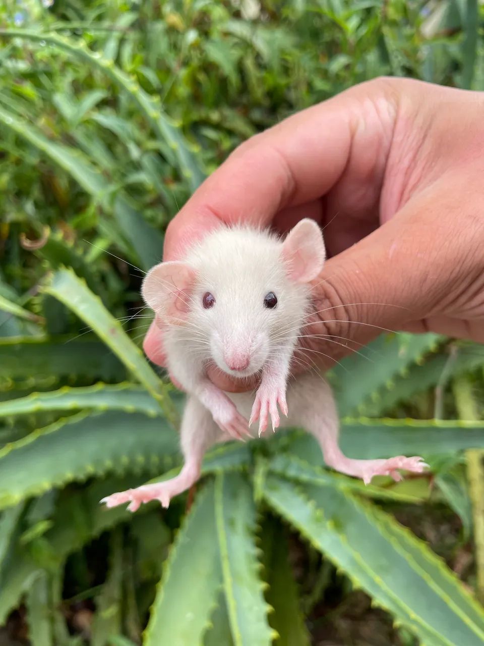 Ratos Twister Dumbo e Standard  - Foto 4