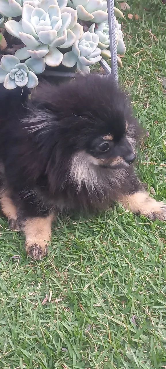 Spitz alemão  - Foto 4
