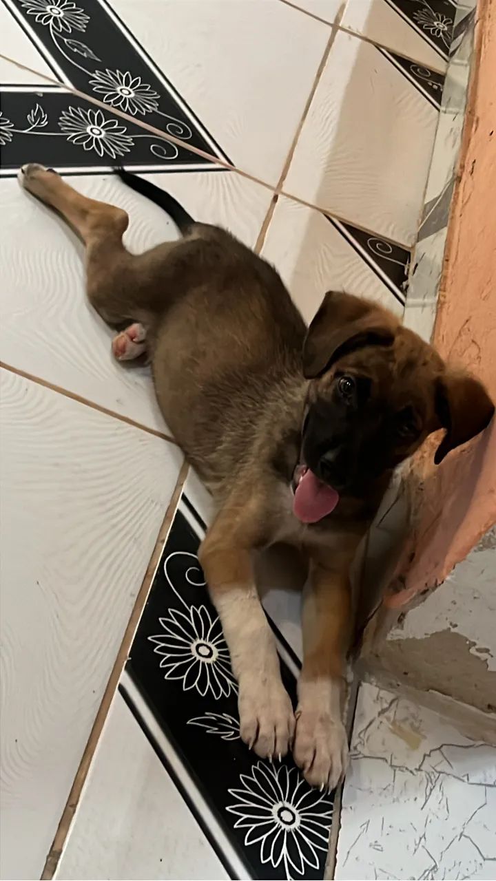 Cachorro 