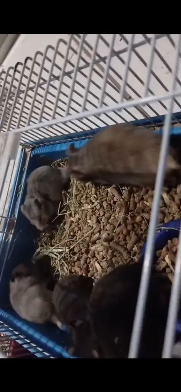 Hamster sírio 
