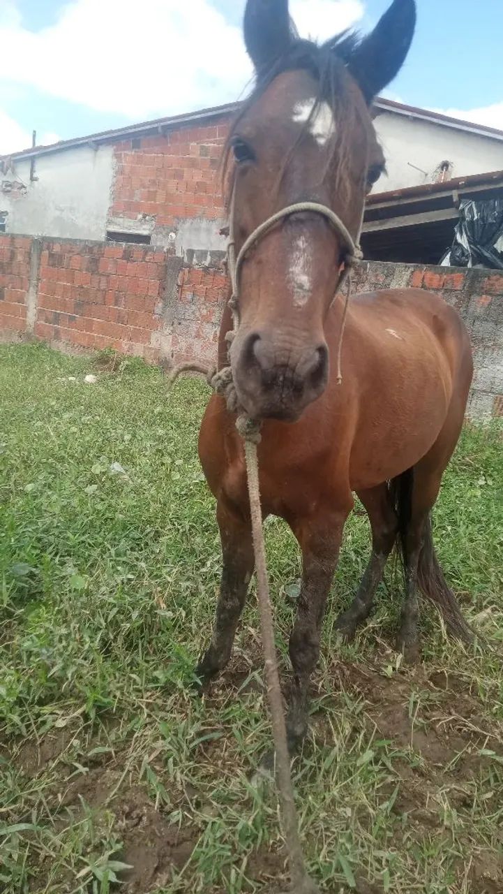 Égua  - Foto 2