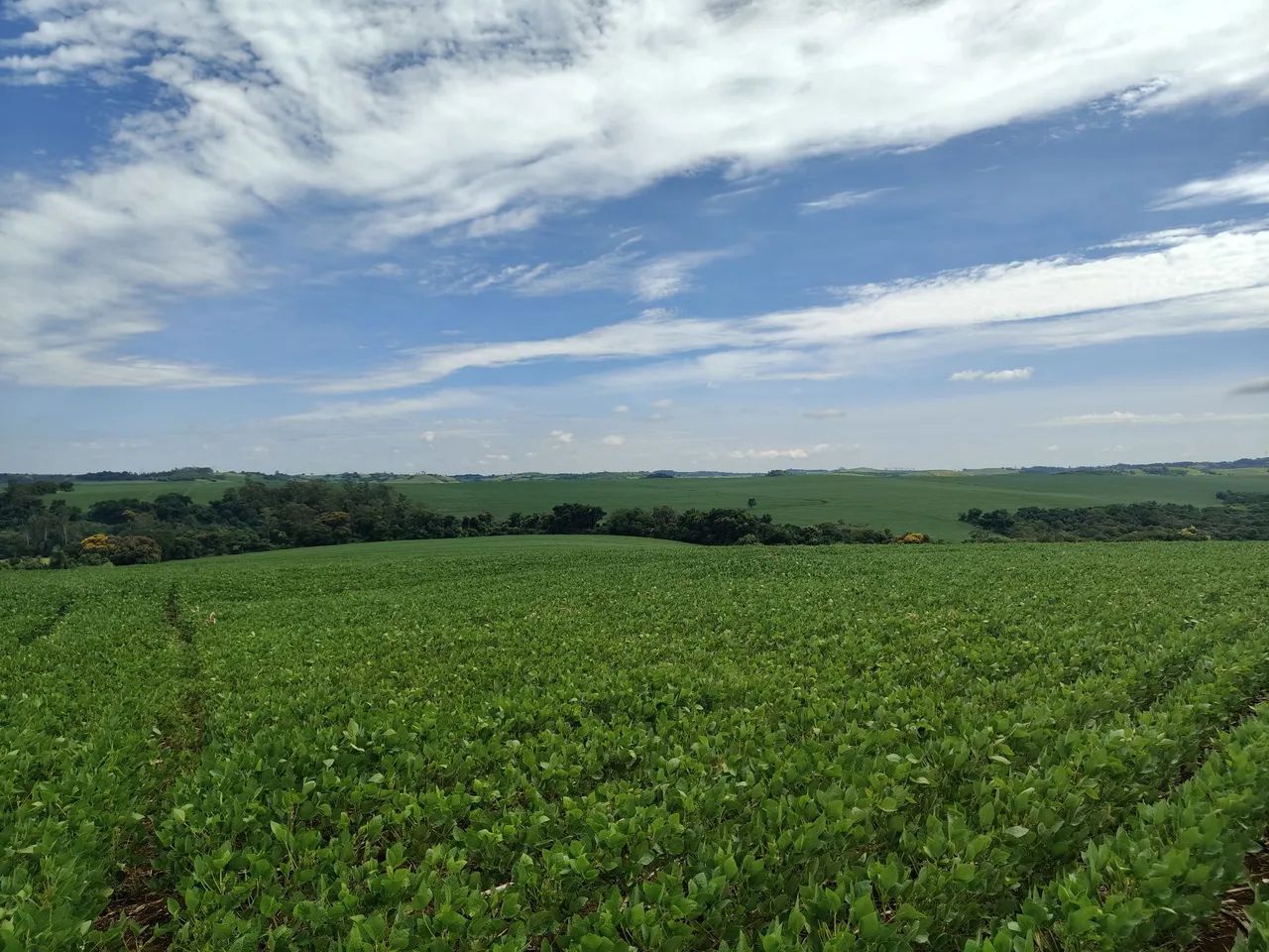 Sítio 50.82 hectares  de planta  - Foto 3