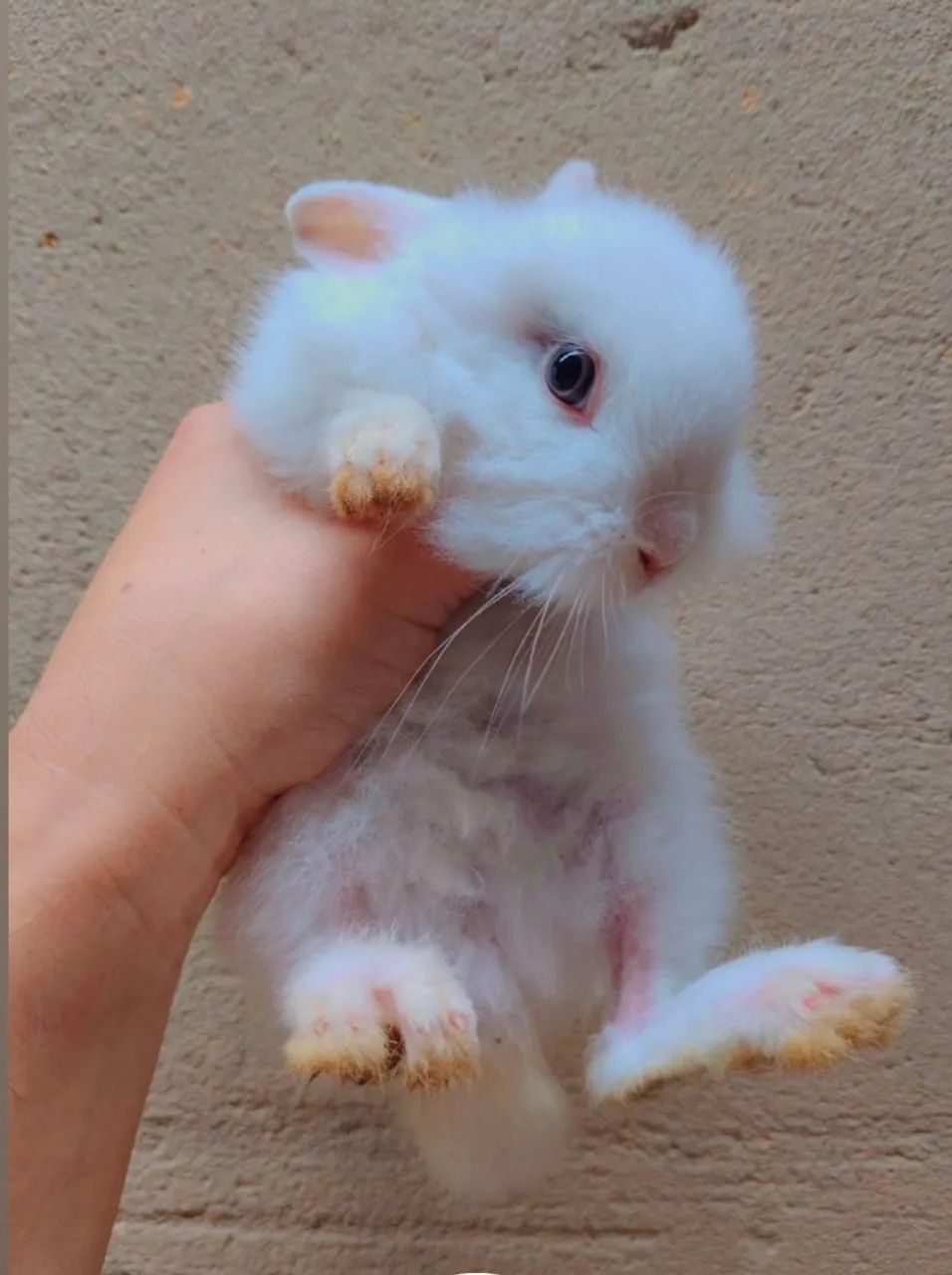 Mini Coelho