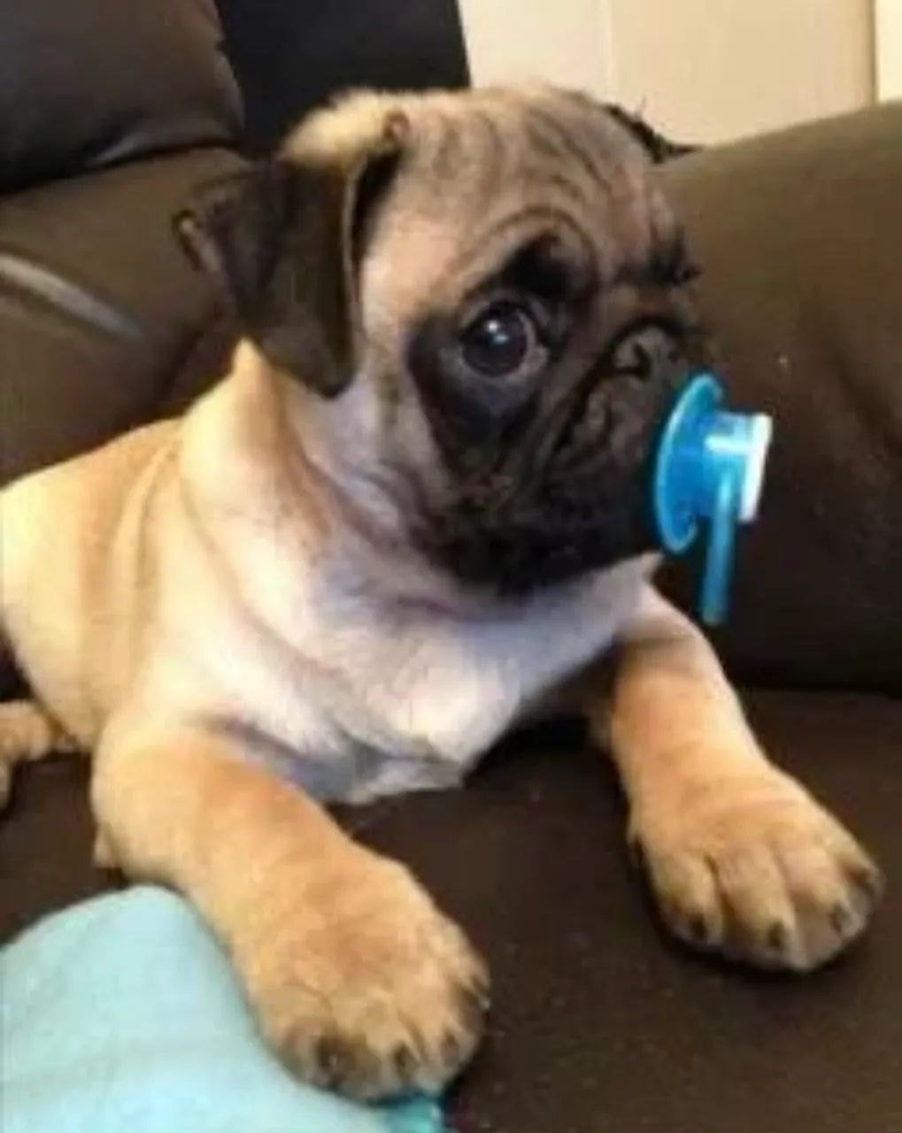 Pug  - Foto 2