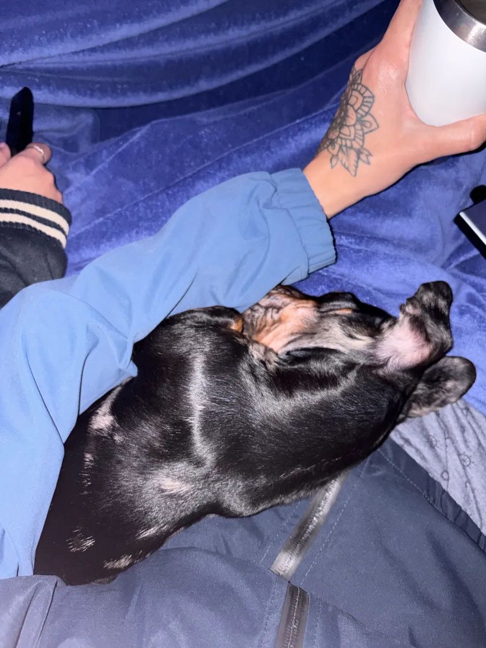Vendo Dachshund Mofado - Foto 5