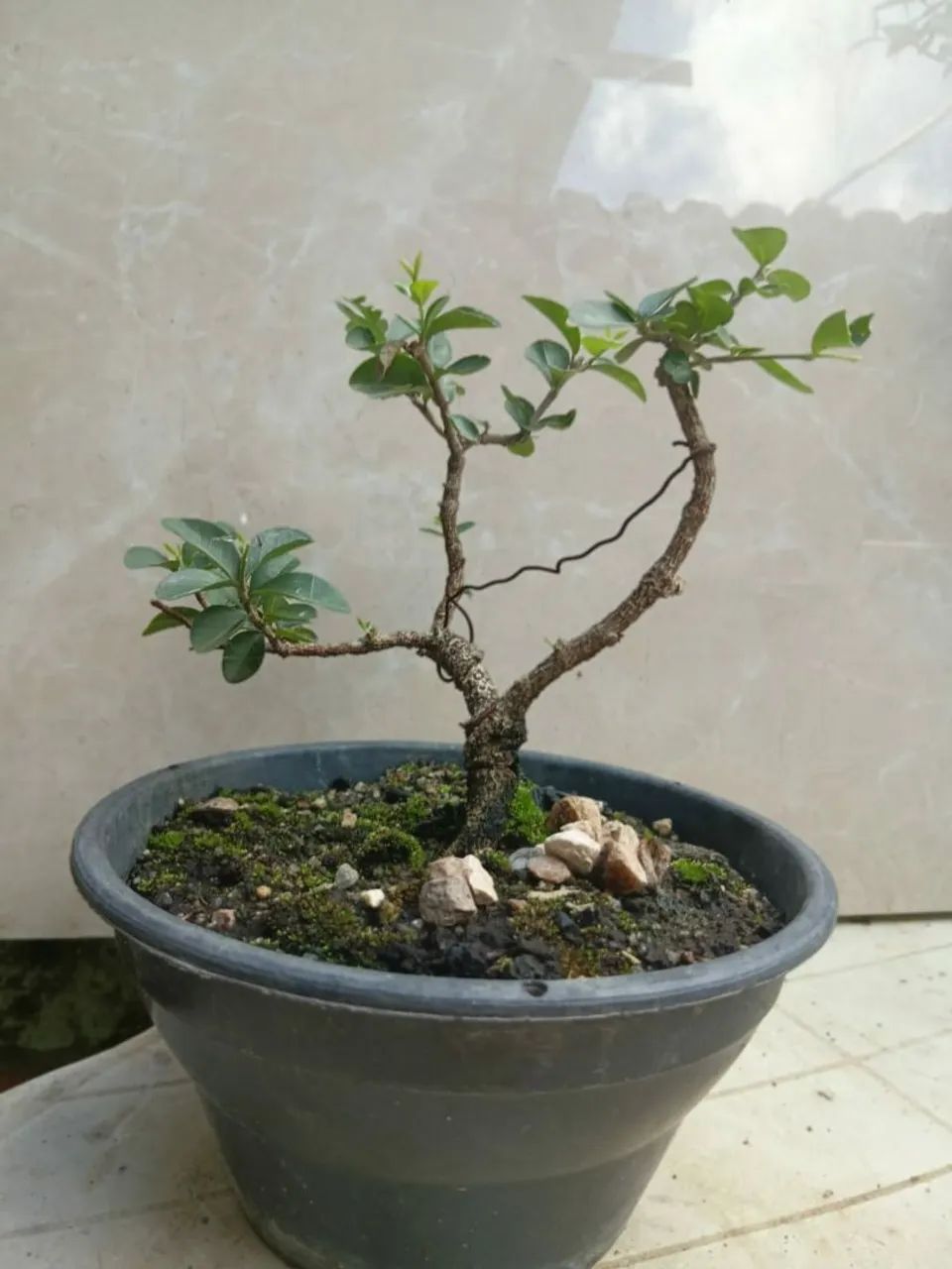Bonsai pequeno de acerola - Foto 4