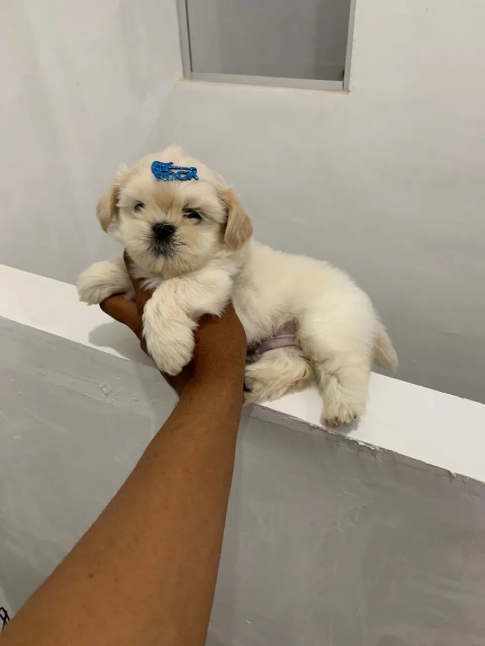 Cachorro 