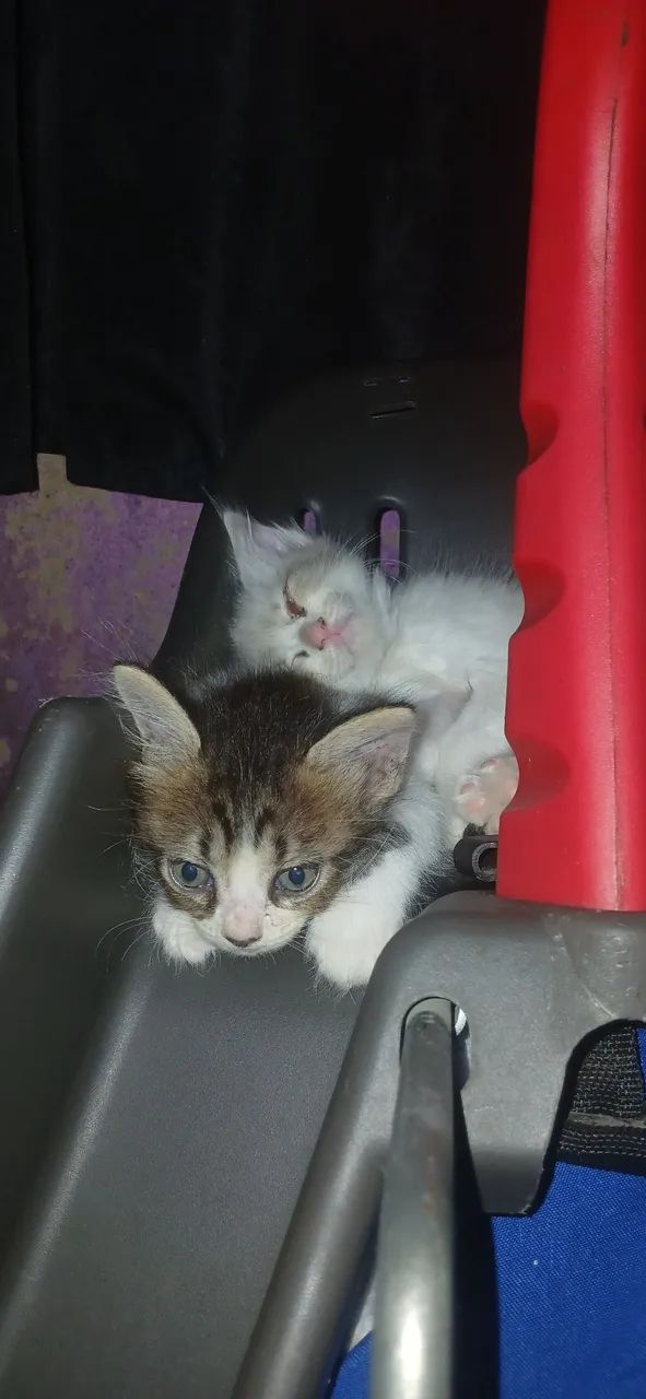 Gatinhos - Foto 3