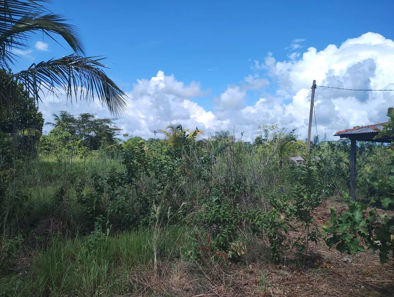 Foto - Porto Velho - Floresta