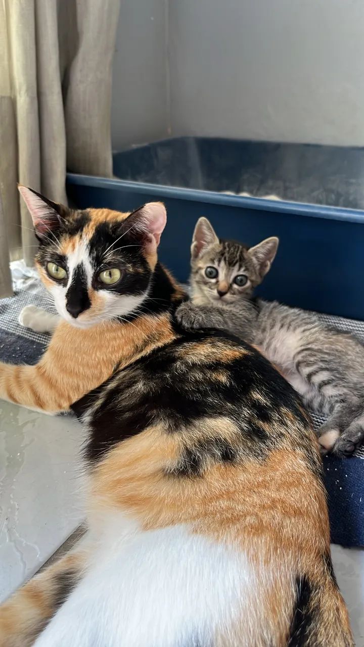 FILHOTES DE GATO
