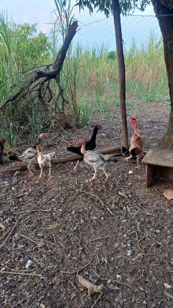 Galo e Galinhas  - Foto 3